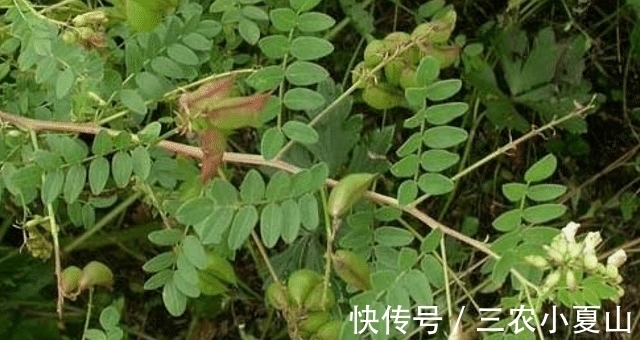 蝶形花科|遇见了,就别采挖,“根部”太珍贵了,请保护好