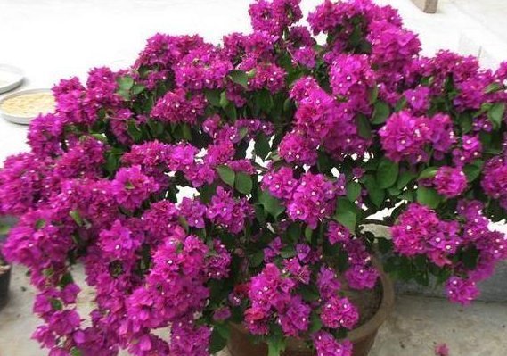 三角梅、蟹爪兰生根慢,只需套上“塑料袋”,15天能长出小白根