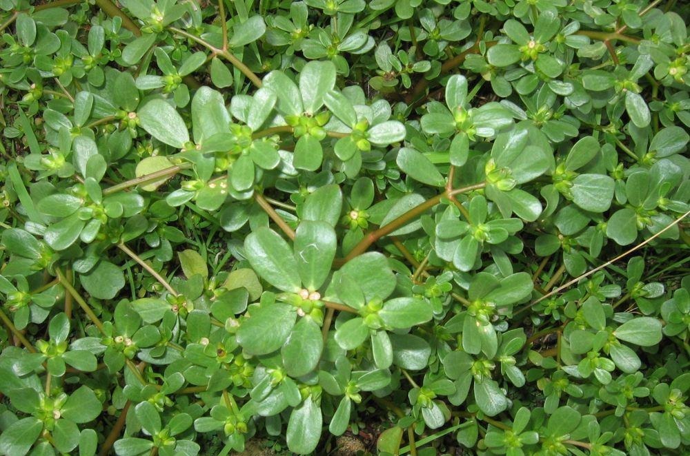 肛门|痔疮反复发作？教你一招，马齿苋加鸡蛋能有效预防缓解痔疮问题！