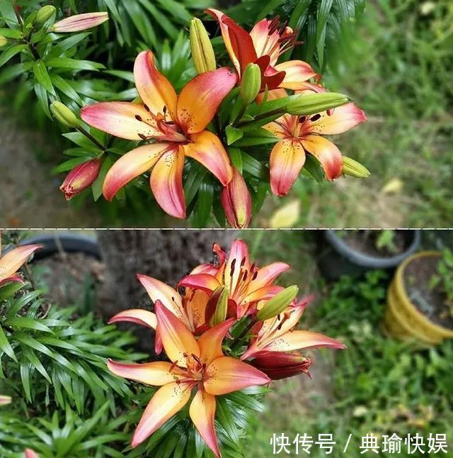 百合花|养百合花真上瘾，长的快、开花多，寓意还好，每个品种都想养！