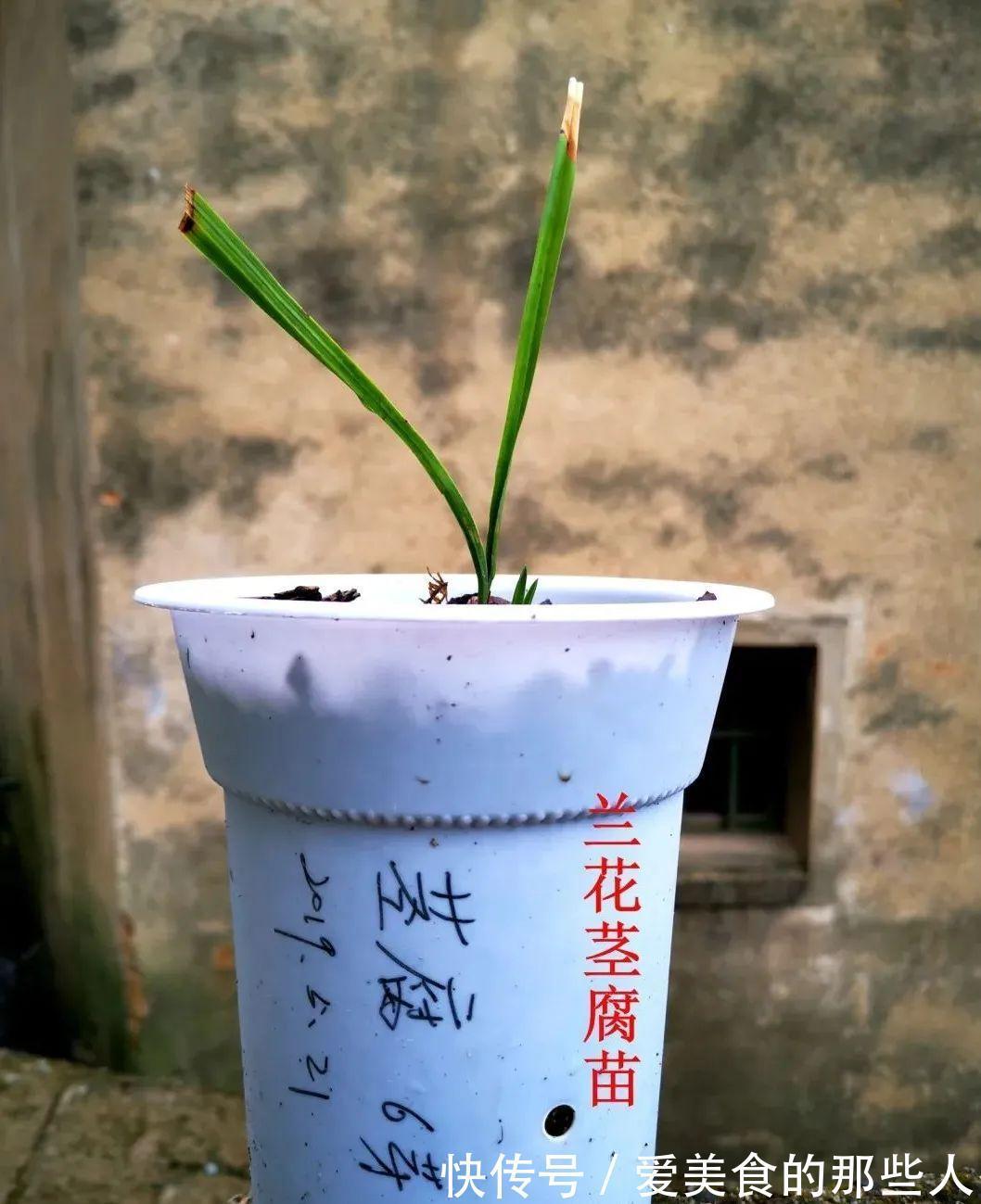 兰花茎腐病不要怕，4步操作就能养活开花，历时30个月