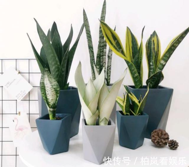 鹤望兰|室内光照不足养5款“喜阴花”,稍微见点光,就能养好养开花