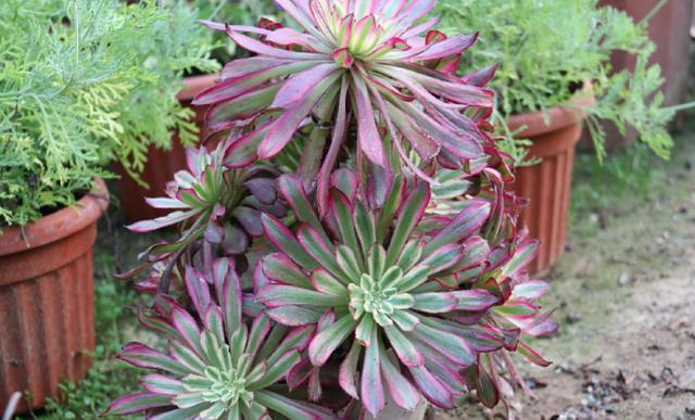 行为|养多肉5个“行为”要避免,否则会悄悄“毁掉”你的多肉