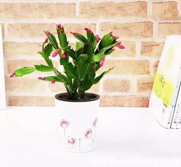 冬季养花大全，家里有这21种花的看过来