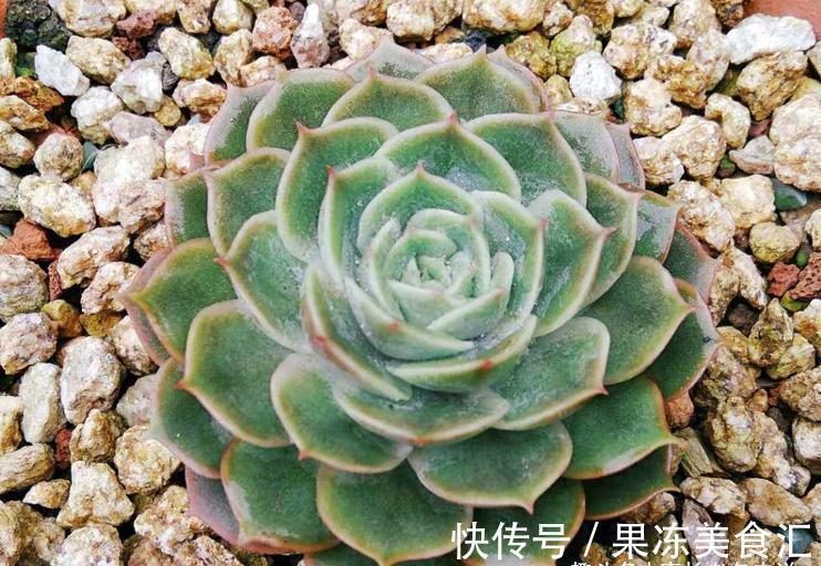 茎秆|多肉昂斯诺是好品种,最少能找出4个优点来,但也有3个明显的缺点