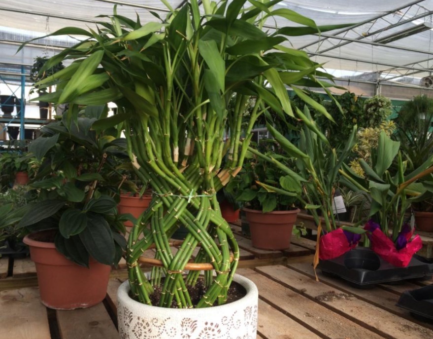 肥料|室内养花，弄错这3件事，植物长不好，主人爱生病