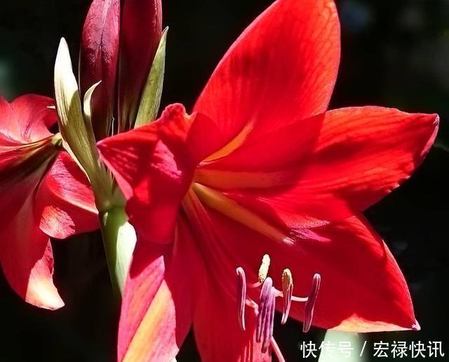 这种“营养液”给君子兰喝一点，花梗“超级多”，花期更长