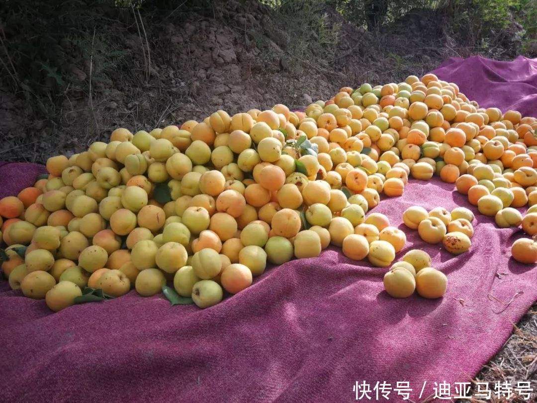 故事|这十个常见的水果,原来背后还有这些有趣的故事