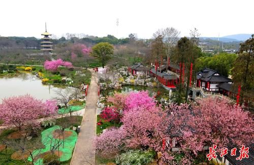 中年|援鄂抗疫英雄和全国游客，请来湖北赏花踏春