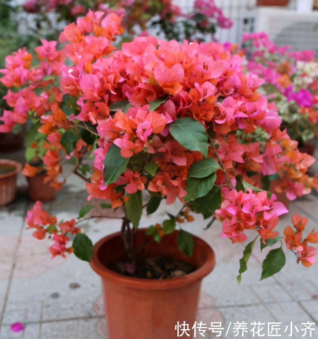 大神|总结养花“十大问题”，只要学会，你就是养花大神