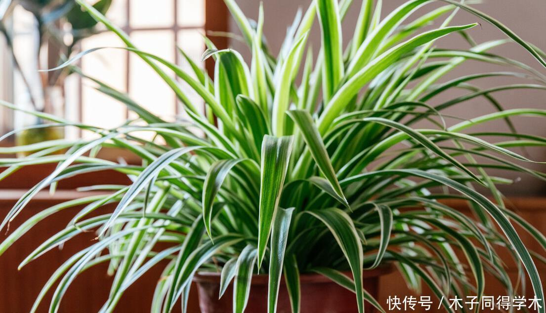 八种冬天可以水培开的花,现在是花期,花大又漂亮,真美