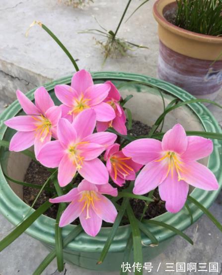 农历十一月大雪过后,养什么花?家里养3种花,富贵吉祥福寿安康