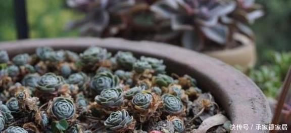  5种多肉最容易爆盆，好养好看还易爆盆，适合新手和懒人