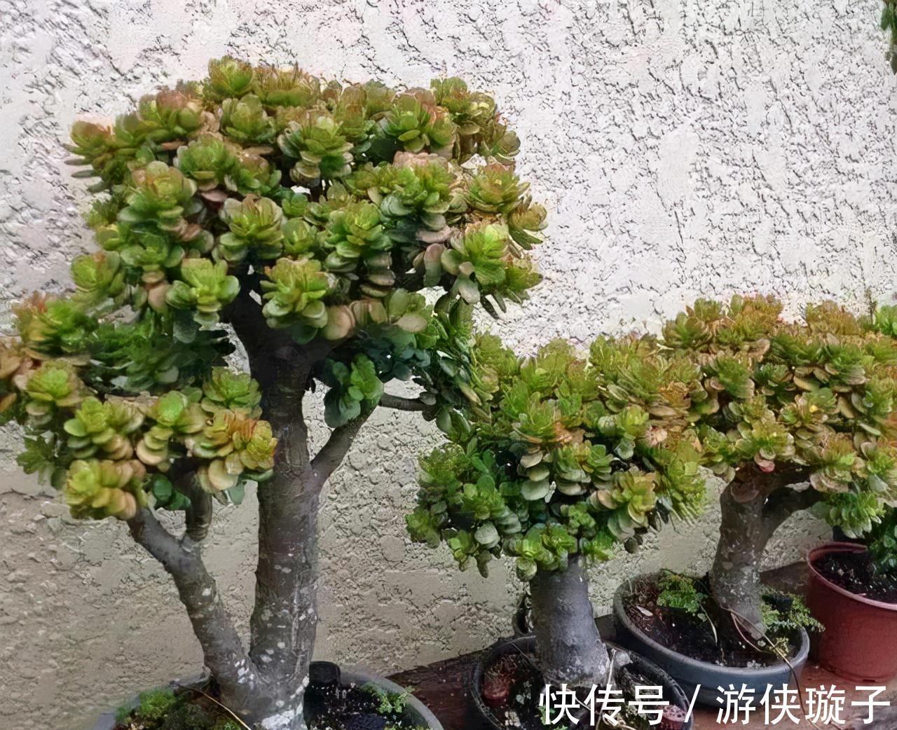 冬天养玉树，干养多晒更健壮，养成大腿粗的老桩，开满吉祥花