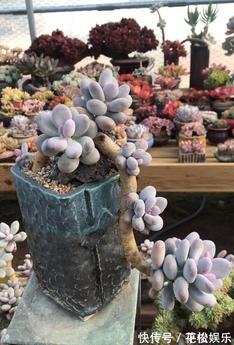 根茎|只需要一个简单的动作,就能让你徒长了的多肉变美,变胖