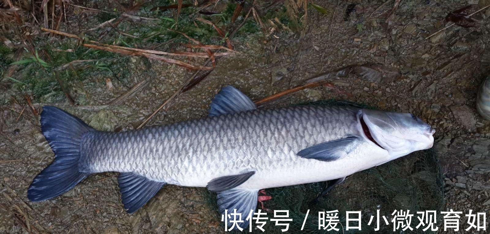 谷芽|用这个土方法钓鱼,一次钓了十几条大鲤鱼大草鱼,高手在民间啊