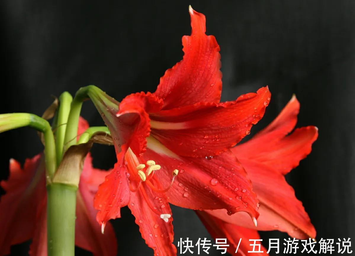6种“球根”花适合冬季养,有的“开花鲜艳”,有的“香气怡人”