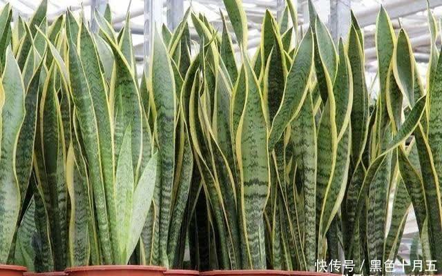 繁殖|养“虎尾兰”有要点，学会“砍倒重来”，1盆变100盆，4年到房顶