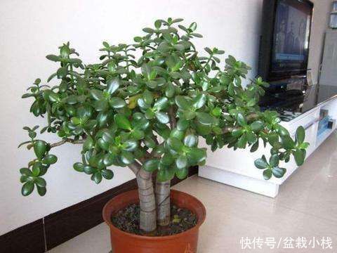 发财树|年底养花有讲究，7类好运花卉，值得养护