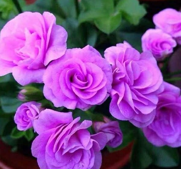 家里再有种“东西”可别扔,春天用来养花,透水又透气,好用!