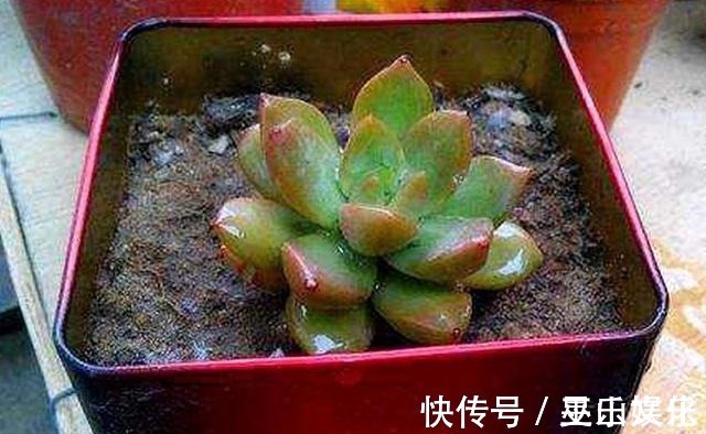 花盆别买了,家里找一找就有,不要的牛仔裤也能当花盆养花