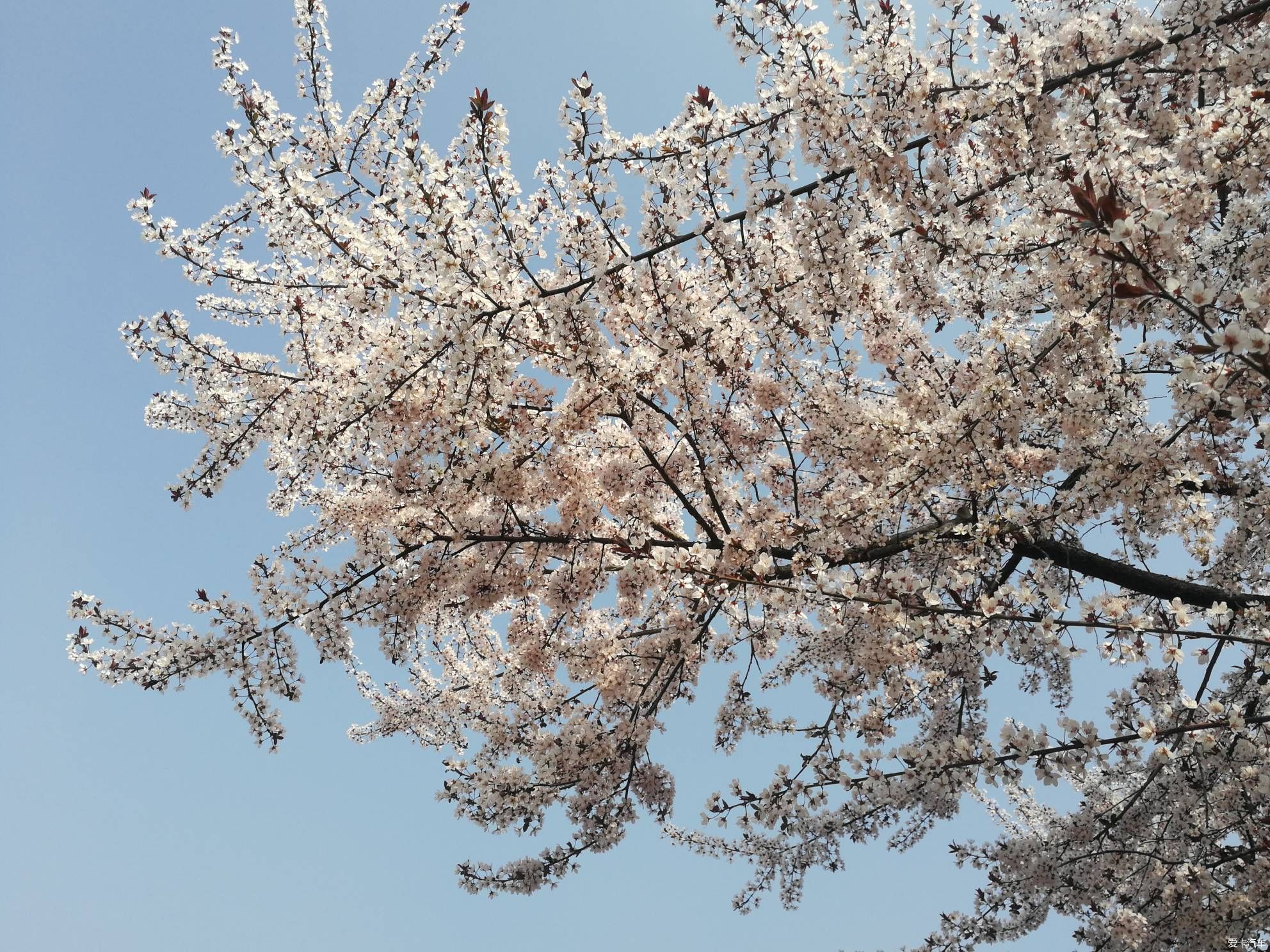 犹如|不负春光，乡村赏花