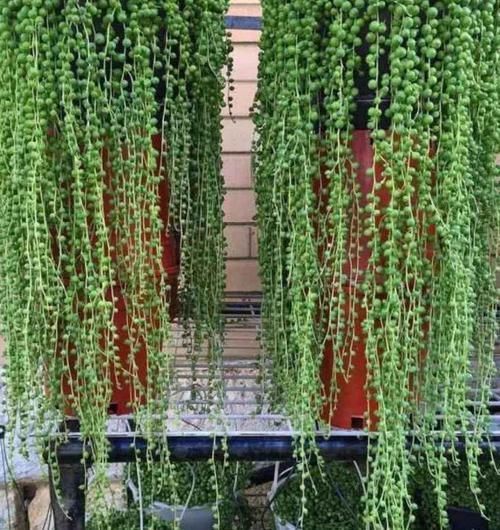 多肉狠心剃个头,呼呼长满小肉芽,20天就爆盆