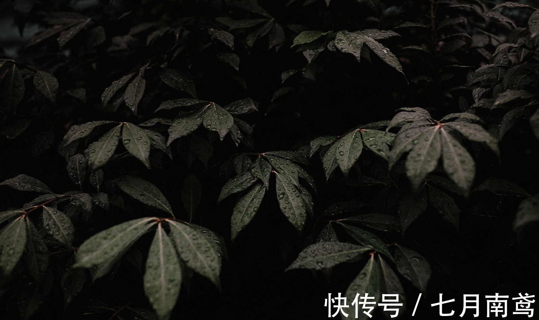 雨寒$李商隐这首写雨的诗,没有一个雨字,却句句有雨