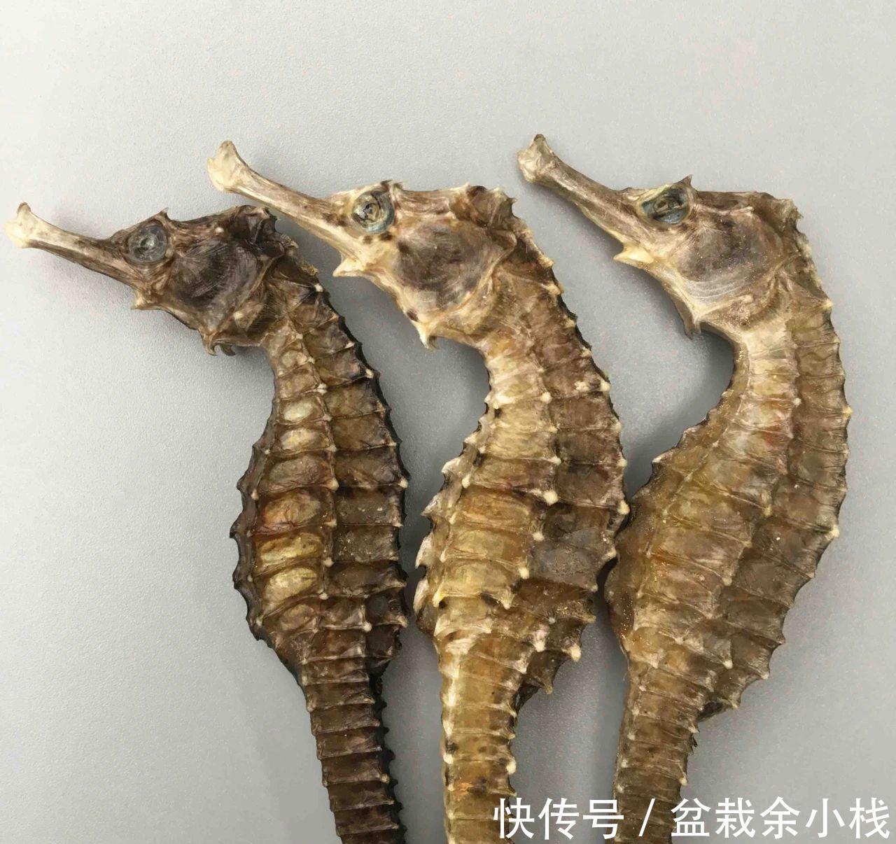 提取物|中药海马的4大养生价值，补肾、抗癌、防衰老，可谓是男性的福音