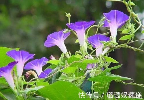 提个醒在山地灌丛中遇见此野花,一定要拔回家,现在知道还不晚