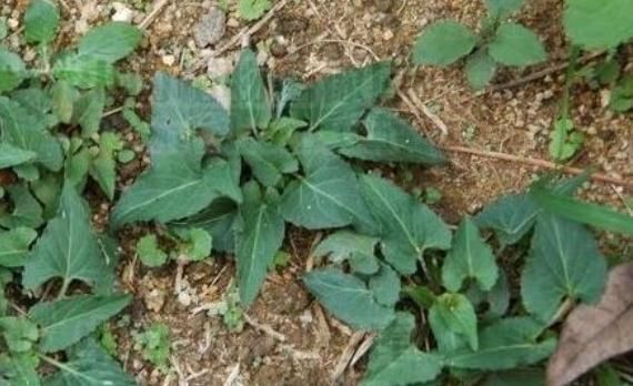 山林|山林里常见的“蛇头草”,人们避而远之,其实药用价值特别高