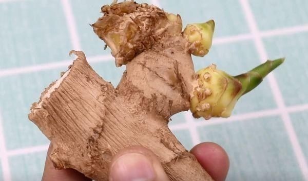 买生姜时,2种生姜不要买,白送都不能要,快告诉家里人