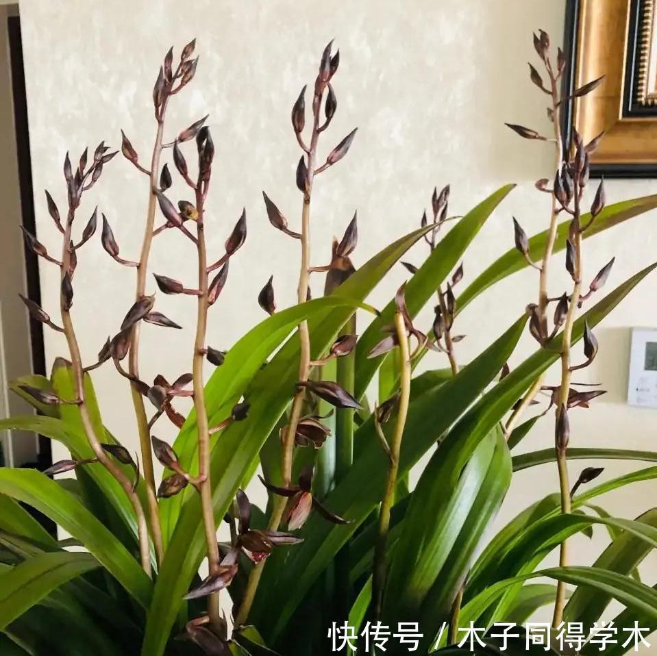 兰花|5种“长命花”,富贵又吉利,越养越值钱,赶紧养一盆做传家宝