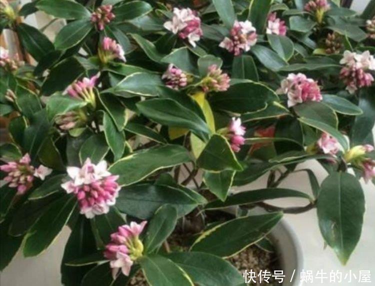 花开富贵|这几款花卉养在家里，净化空气，去除异味，还香飘满屋，心情好！