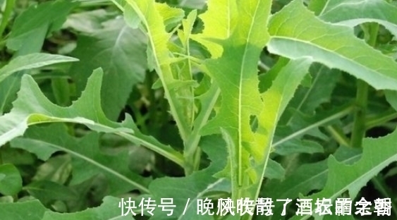 叶子|长得像蒲公英的一种野菜，只吃叶子不拔根，很多人都不知情而已