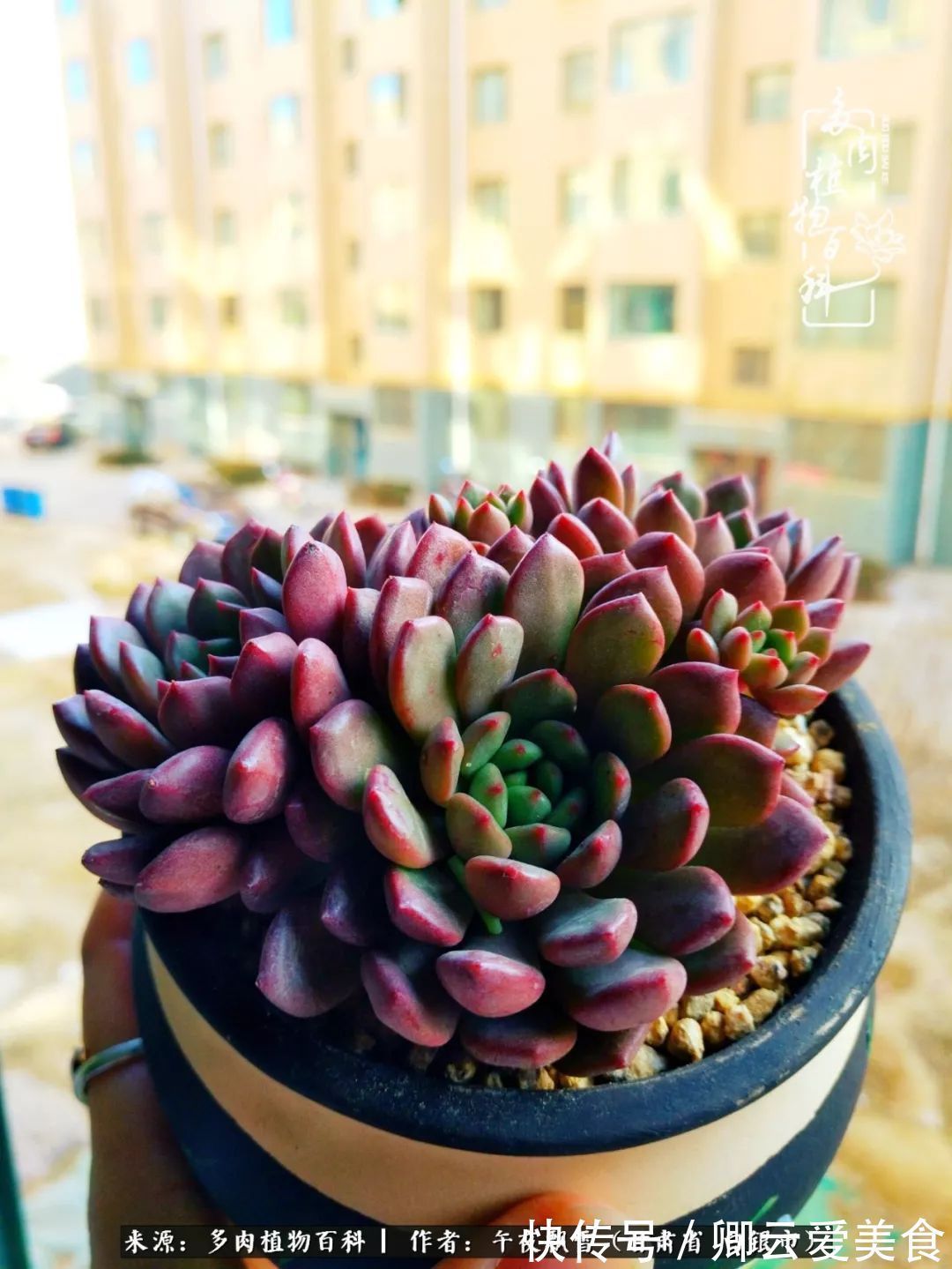 久在晴冬等雪来——北方阳台党的多肉成长历程!