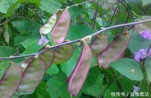 心脑血管|天冷了,要常食此菜,健脾养胃,保护心脑血管,给身体来个大扫除