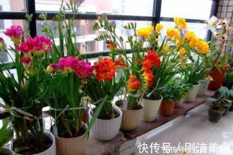 香雪兰香雪兰|邻居阳台只养3种花，开花后，惊艳了全小区，纷纷来参加！