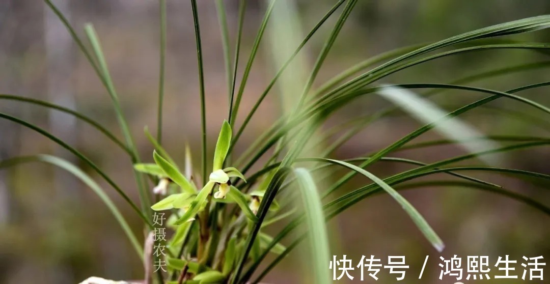 一个错|夏天太热,养兰花如果犯一个错,可能导致难孕蕾、不开花