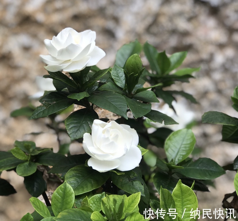 这花名字难听，长得却好看，花香淡雅，朋友看了都想种！