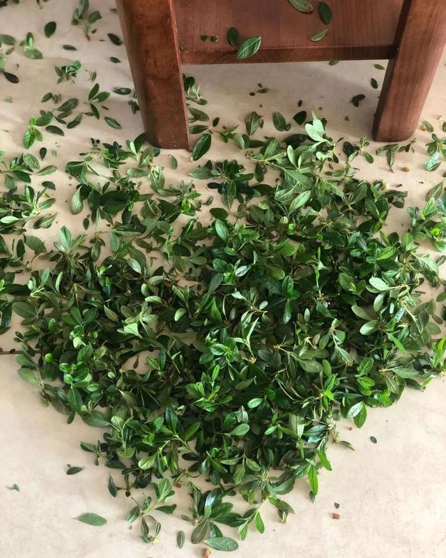 杜鹃花这么养,造型美,开花多,长势旺!