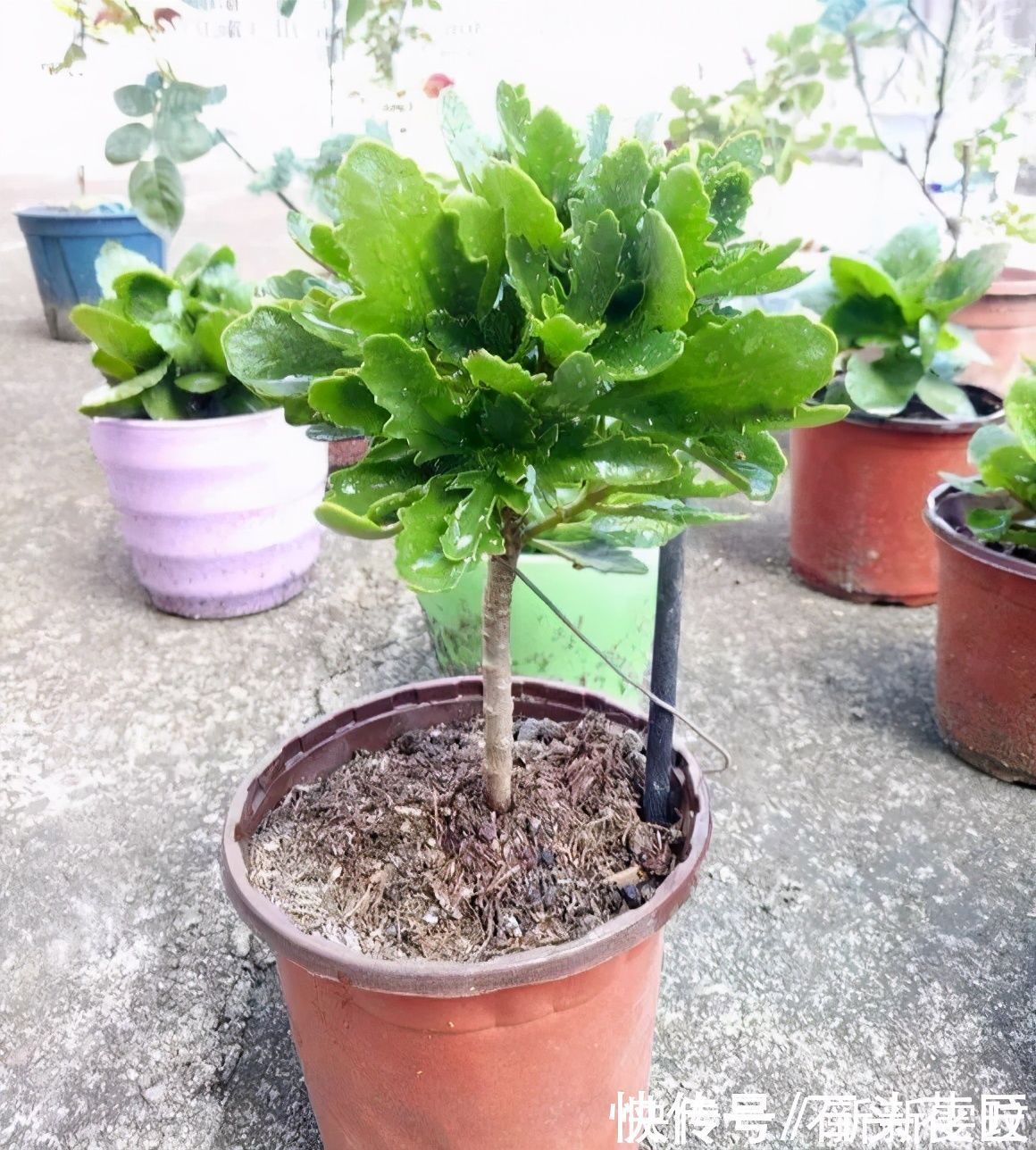 花海|她对长寿花“痴迷”,2个阳台、6个窗台都摆满了,过年开成花海