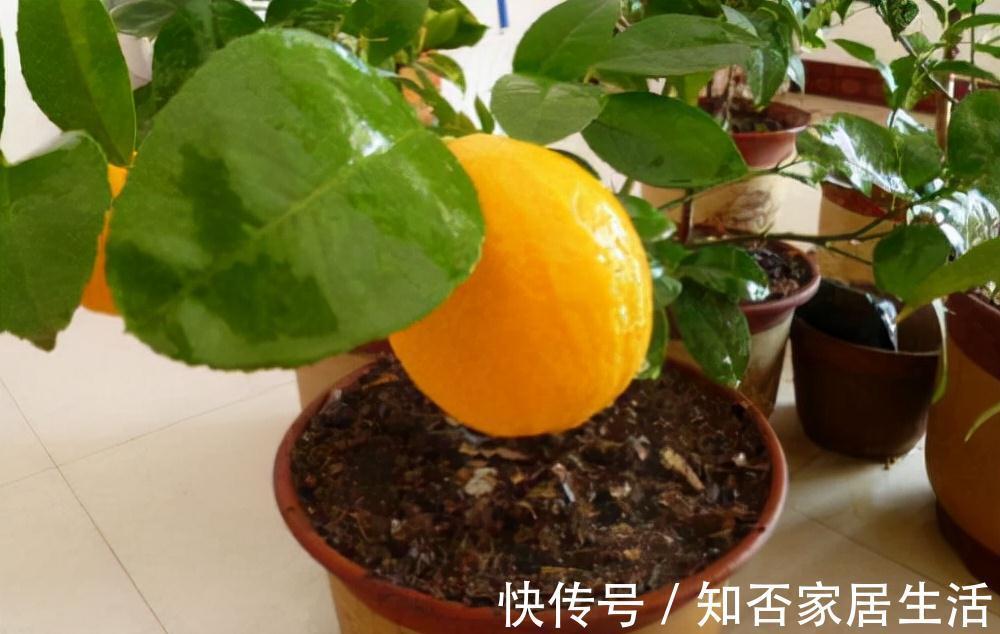 3种“养人树”，漂亮有香味，能吃能观赏，建议至少养一种