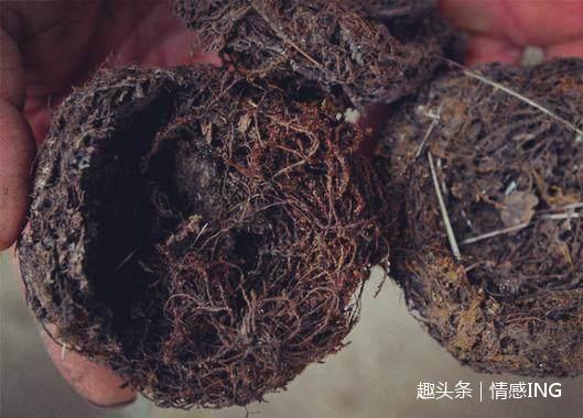 天仙米|大山里的五大“宝贝”,吃过4种算你厉害!最后一样你肯定没吃过