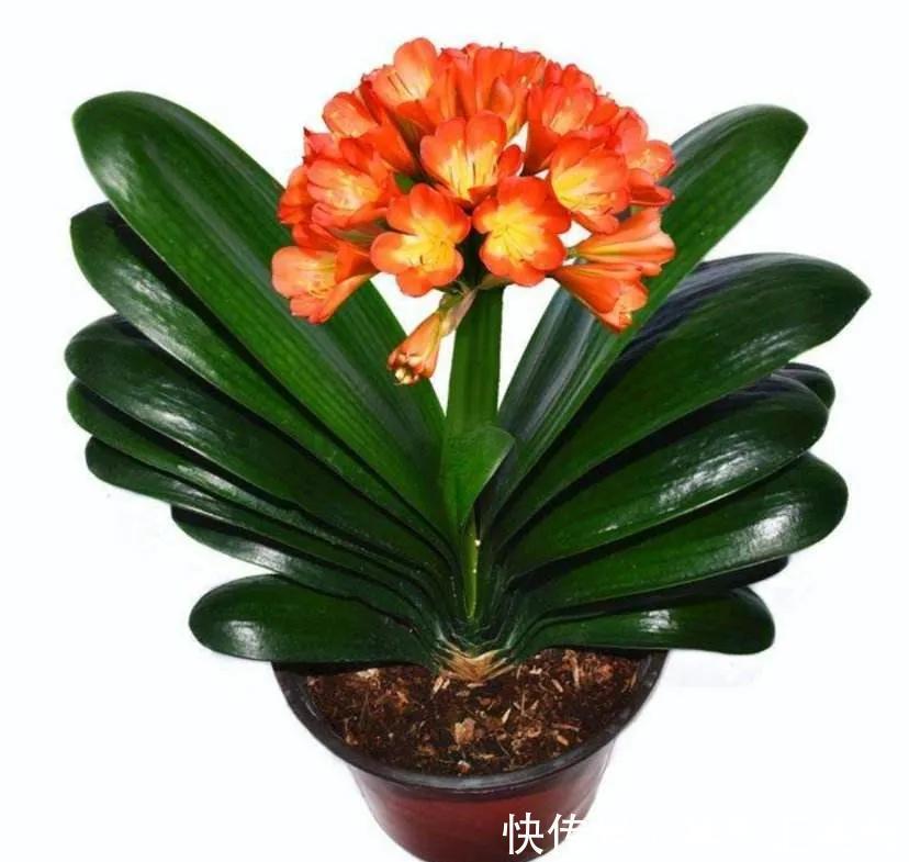 君子兰一直不长，教你几招，快速解决