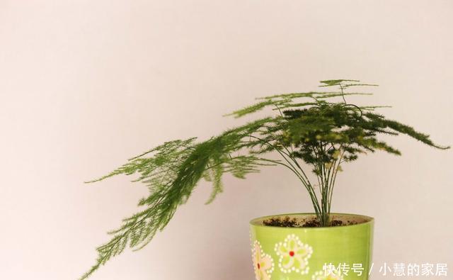 叶子|还在为文竹叶子发黄掉落了而苦恼吗?找准原因一招搞定