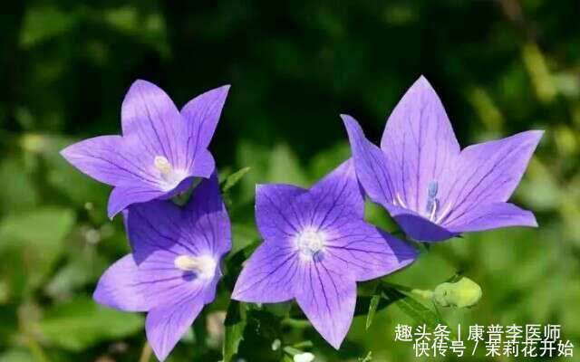 吃了不后悔的食物,男女莫错过,清热解毒,消除炎症,越吃越好