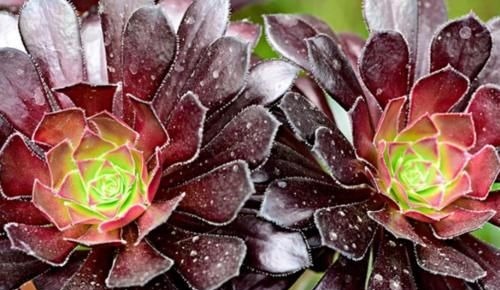 多肉黑法师能在卧室养吗?当然不行,它甚至都不适合放在室内养护