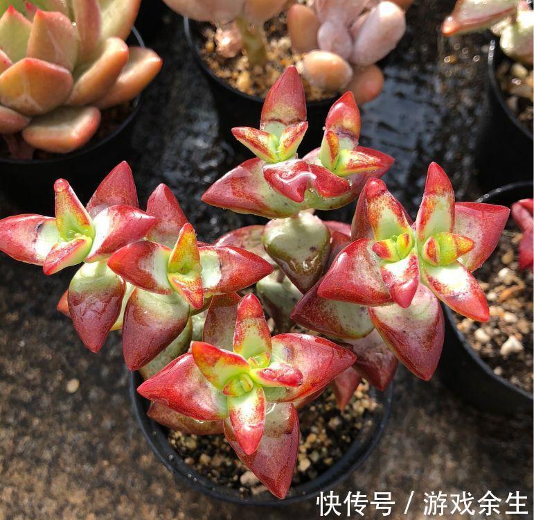 养多肉就选自由女神,养护简单易爆盆,叶片深红又肥美,很漂亮