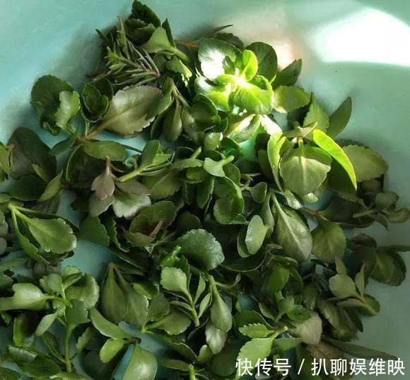 扦插|多肉扦插不用土,胶囊板一套,3天就能冒白根!